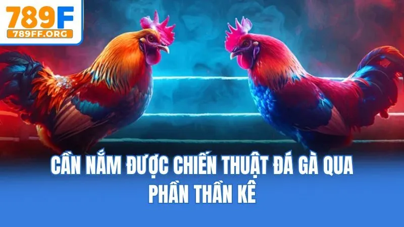 Cần nắm được chiến thuật đá gà qua phần thần kê