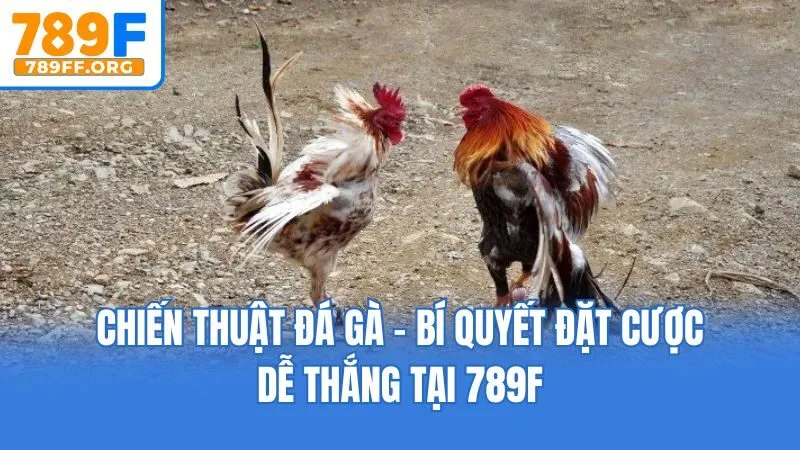 Chiến Thuật Đá Gà - Bí Quyết Đặt Cược Dễ Thắng Tại 789F