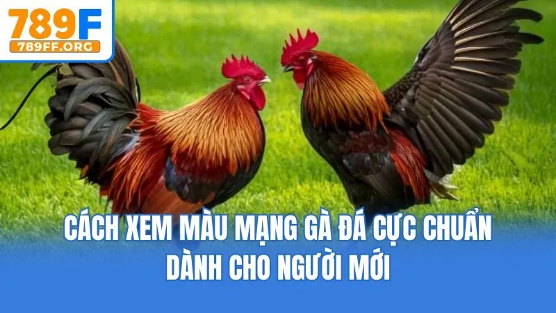 Cách Xem Màu Mạng Gà Đá Cực Chuẩn Dành Cho Người Mới